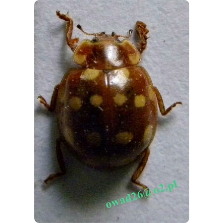 Calvia quatuordecimguttata (Linnaeus, 1758) Biedronka czternastokropka
